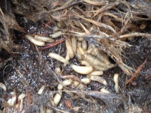 Maggots decomposing the flesh on the ground