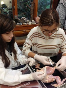 Cutting away the chicken's epithelial tissue. 